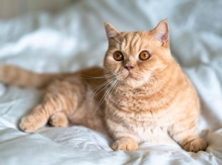 chat munchkin